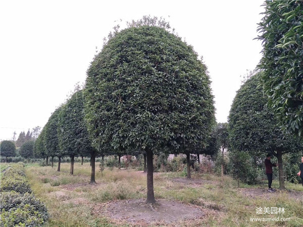 桂花樹(shù)圖片