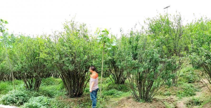 叢生花石榴在南方能種植嗎？