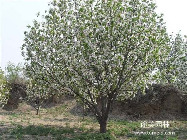 八棱海棠基地實(shí)拍圖片