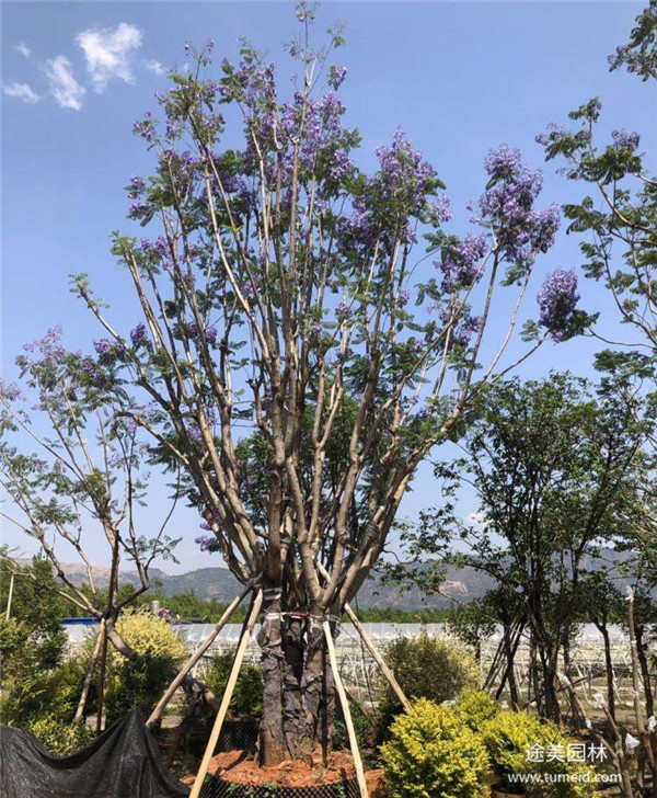 叢生藍(lán)花楹