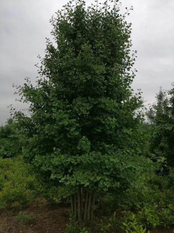 行道樹(shù)種植間距多少米一顆？