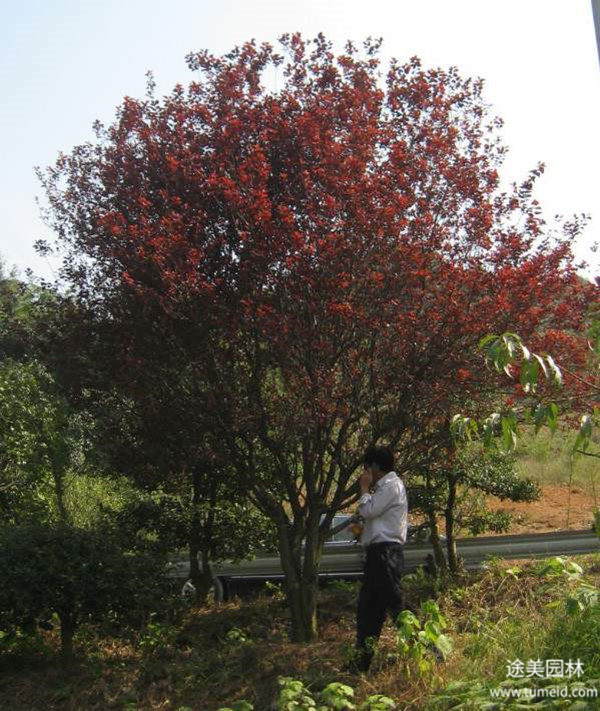 貴州低分枝紅葉李基地