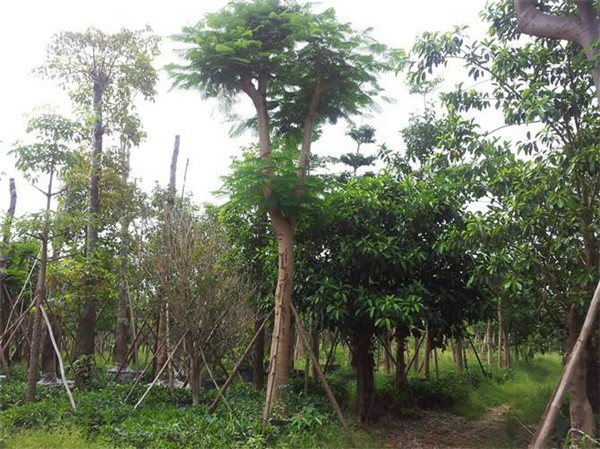 長沙苗木基地