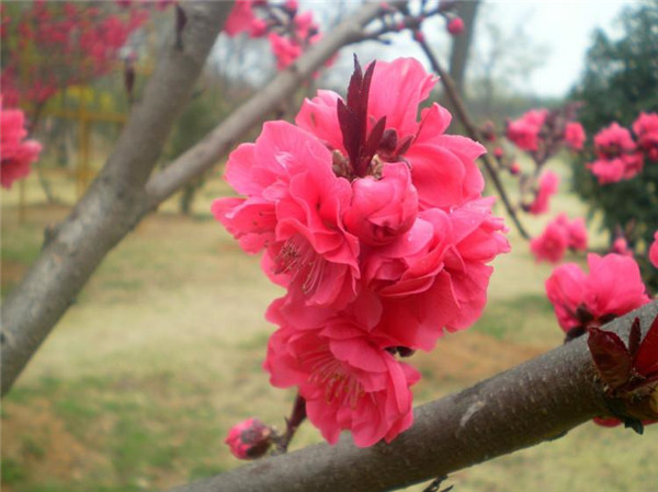 碧桃6月份可以種植嗎？