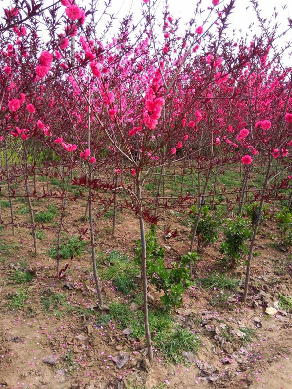 碧桃6月份可以種植嗎？