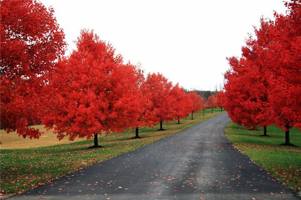 美國(guó)紅楓基地實(shí)拍圖片