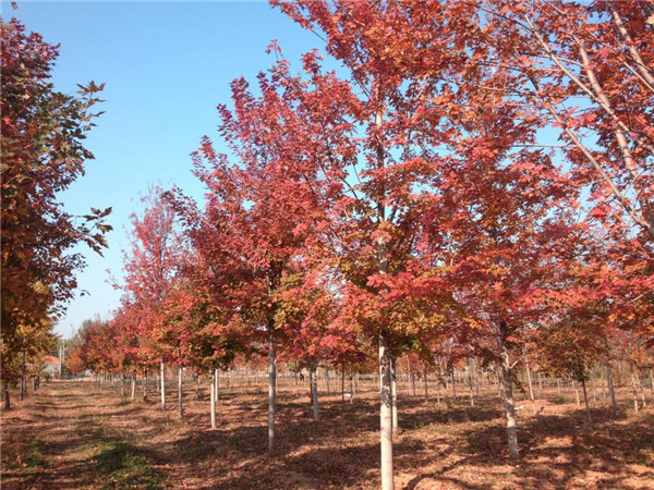 美國(guó)紅楓基地實(shí)拍圖片