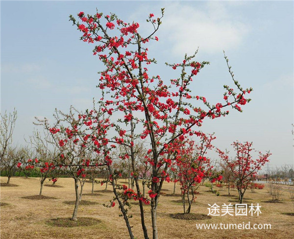 喬木，灌木、藤本、草本植物的區(qū)別