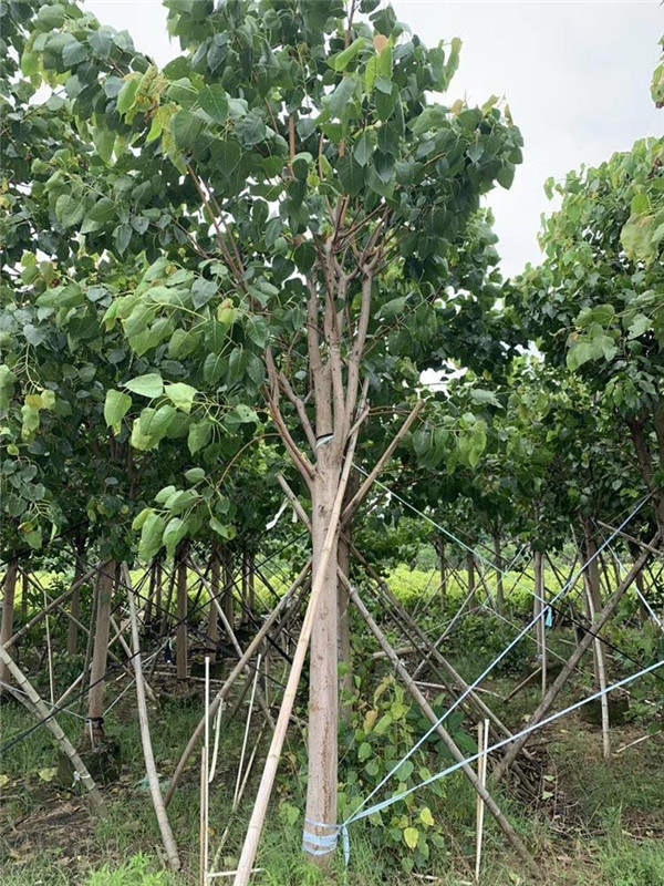 菩提樹(shù)基地實(shí)拍圖