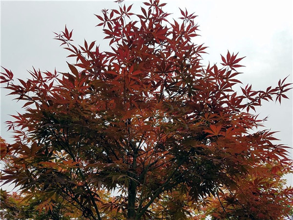 日本紅楓基地實(shí)拍圖