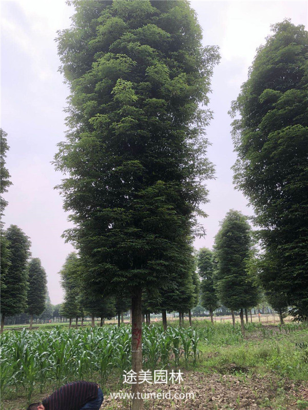 小葉楨楠圖片成都小葉楨楠基地實(shí)拍圖