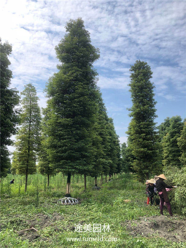 成都溫江楨楠基地大量批發(fā)中