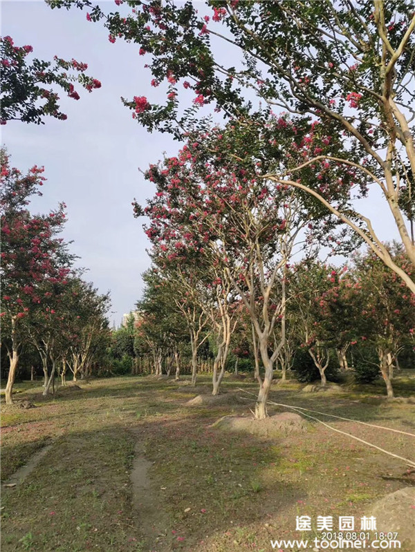 紫薇基地實(shí)拍圖