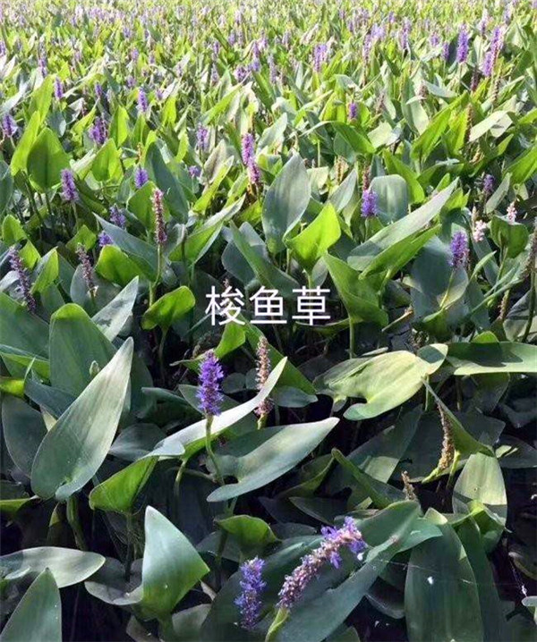 梭魚草水生植物實(shí)拍