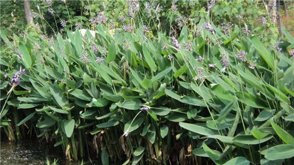 再力花水生植物基地實(shí)拍